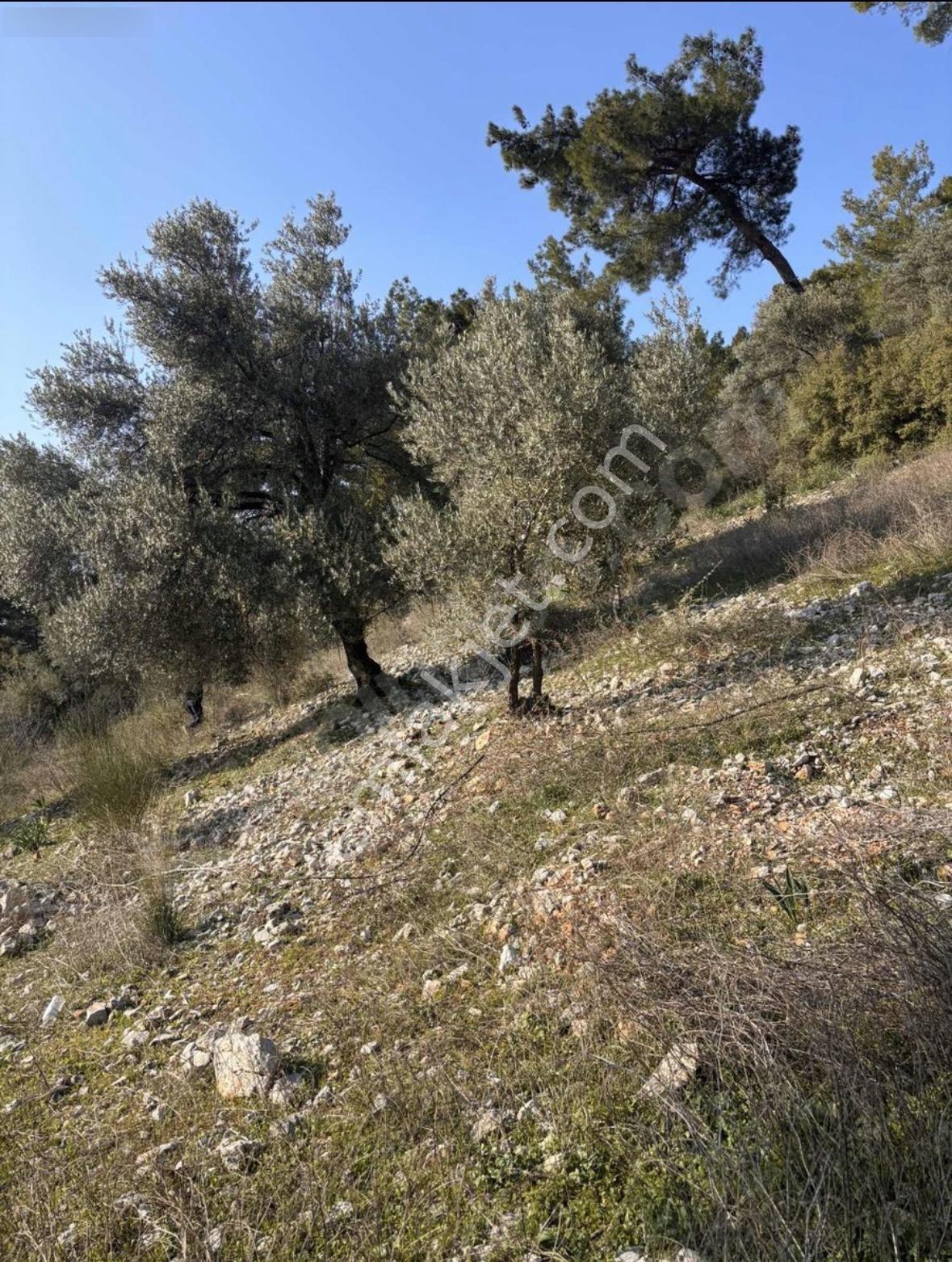 Dalaman Kayadibi Mahallesi Satılık 395m2 Müstakil Tapulu Zeytinlik — fotoğraf 5