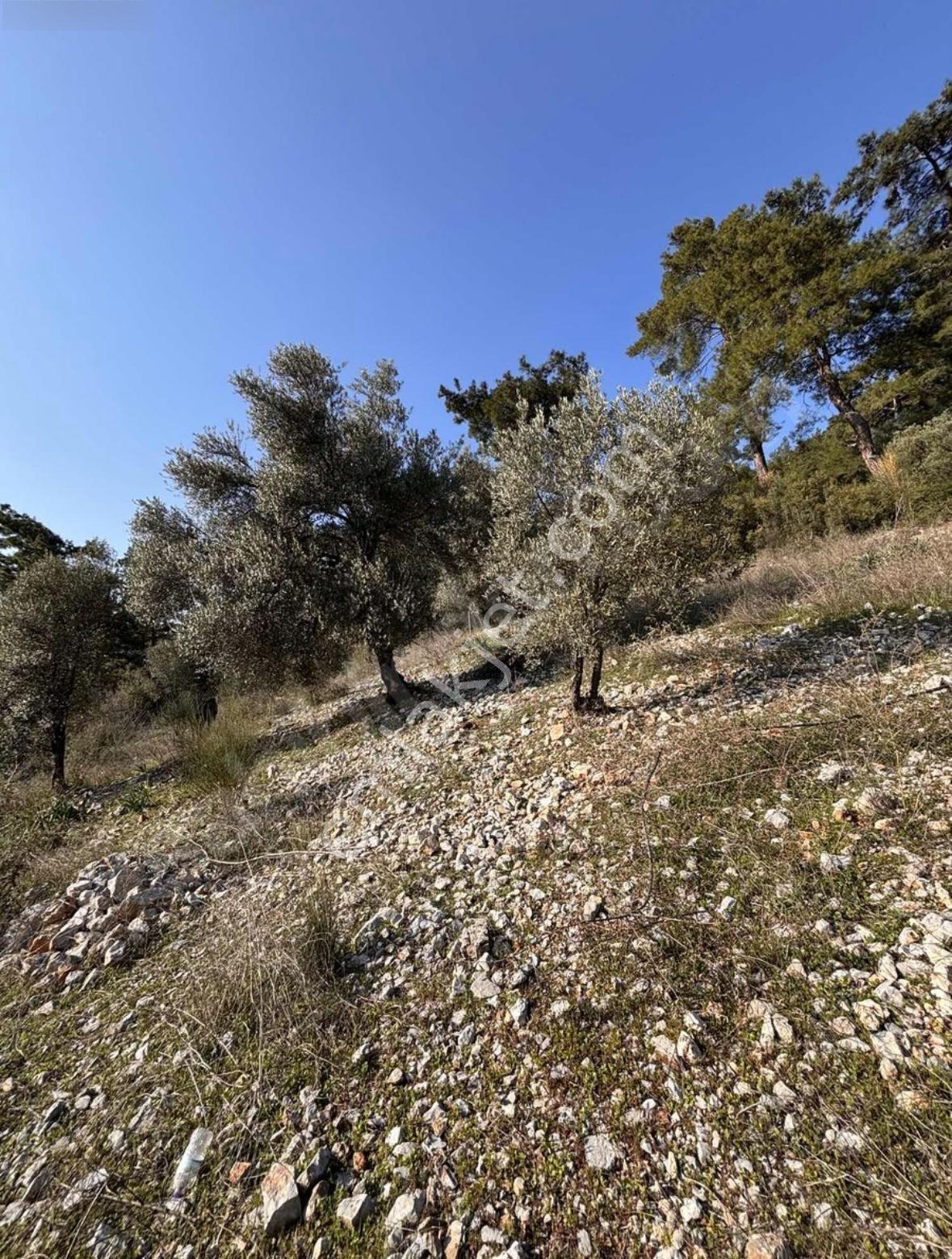 Dalaman Kayadibi Mahallesi Satılık 395m2 Müstakil Tapulu Zeytinlik — fotoğraf 7