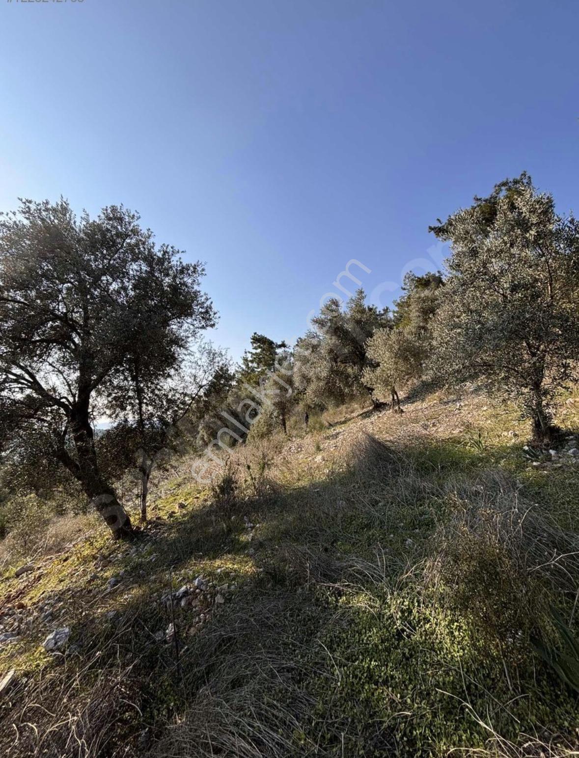 Dalaman Kayadibi Mahallesi Satılık 395m2 Müstakil Tapulu Zeytinlik — fotoğraf 8