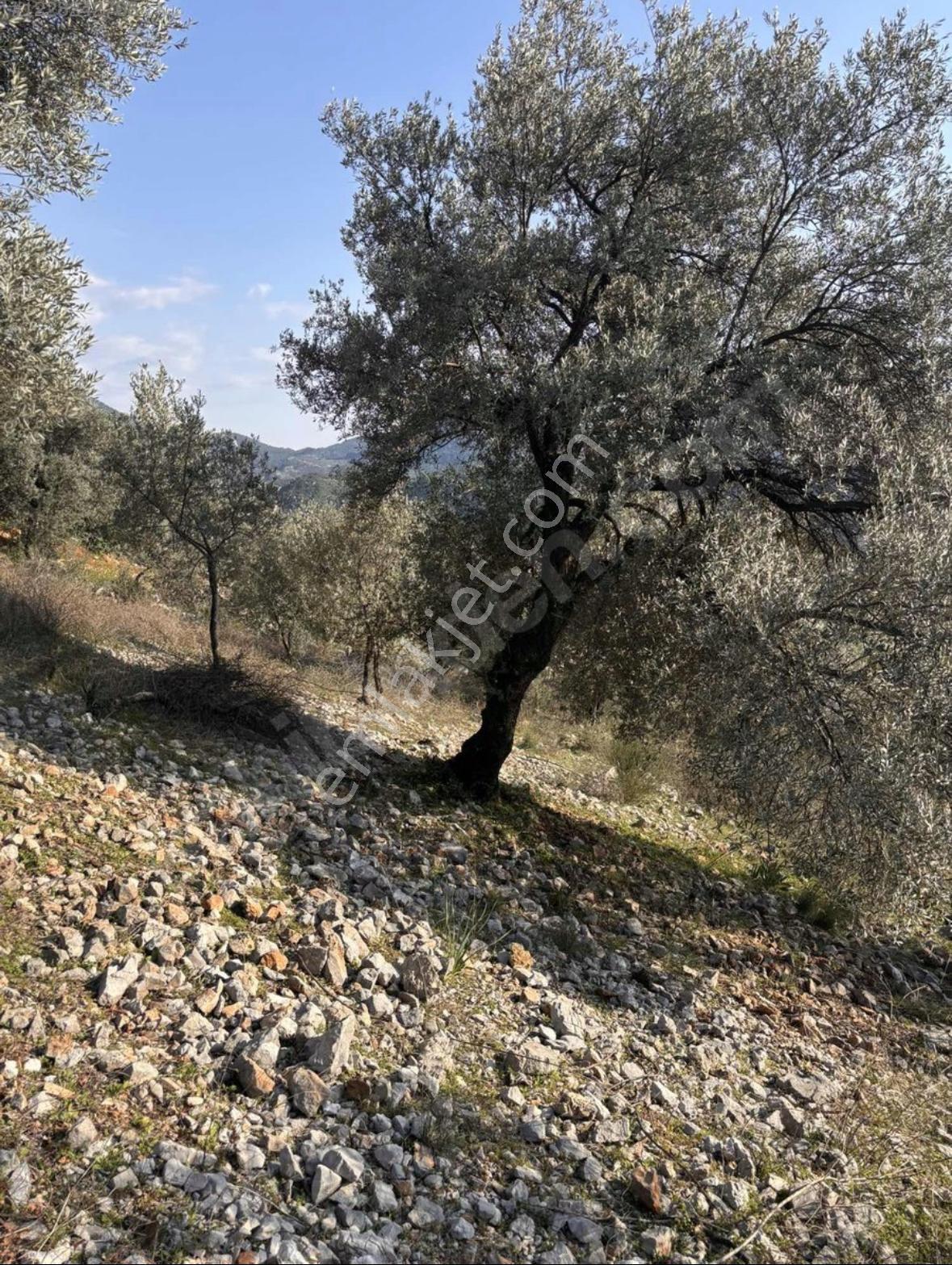 Dalaman Kayadibi Mahallesi Satılık 395m2 Müstakil Tapulu Zeytinlik — fotoğraf 9