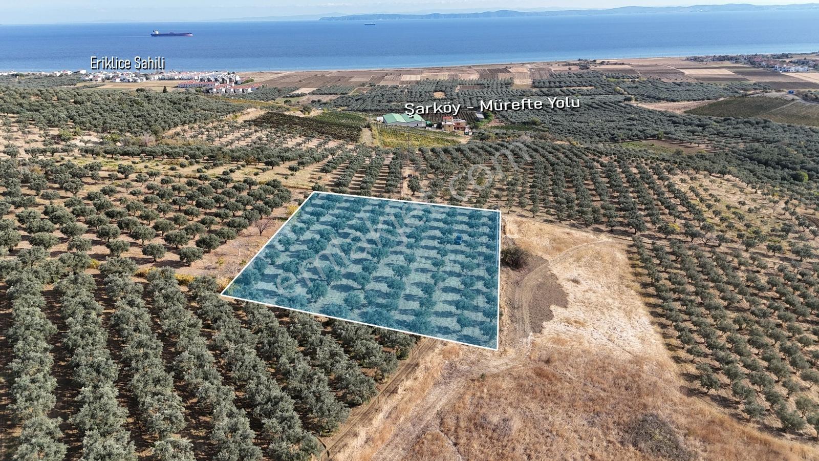 Şarköy Eriklice 90 Zeytin Ağaçlı, Elektrikli 4.268 M² Zeytinlik