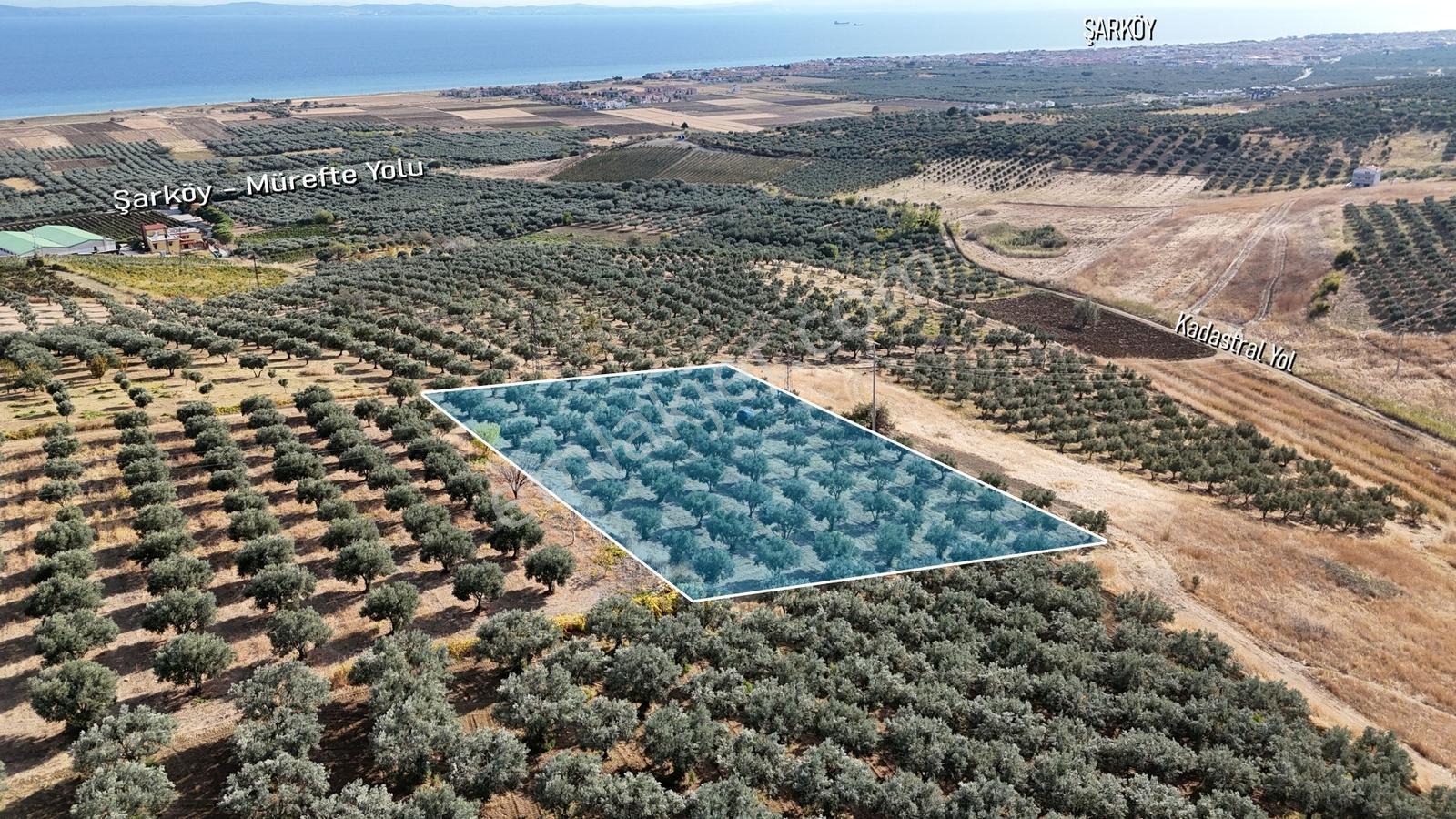 Şarköy Eriklice 90 Zeytin Ağaçlı, Elektrikli 4.268 M² Zeytinlik — fotoğraf 2