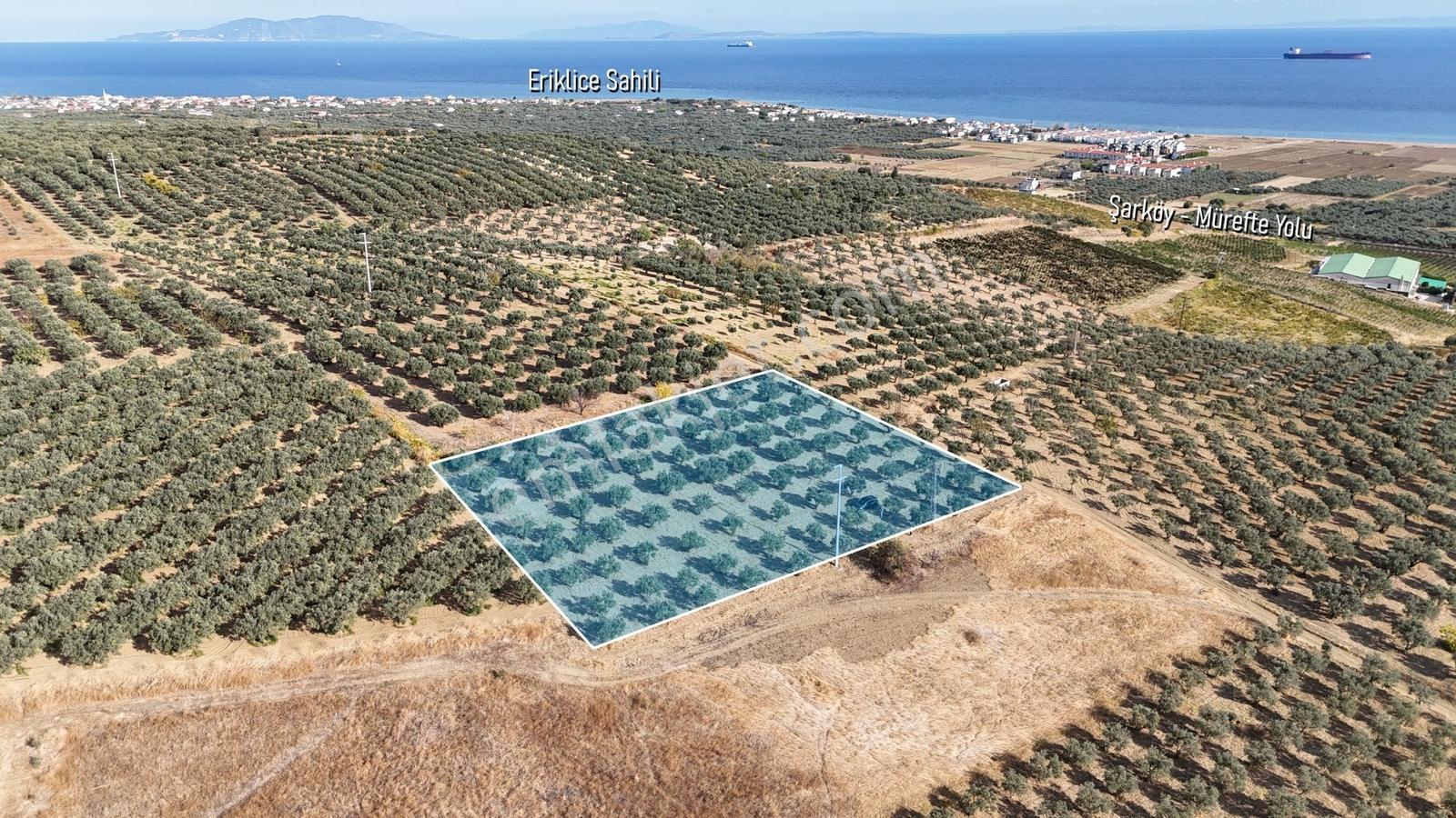 Şarköy Eriklice 90 Zeytin Ağaçlı, Elektrikli 4.268 M² Zeytinlik — fotoğraf 8