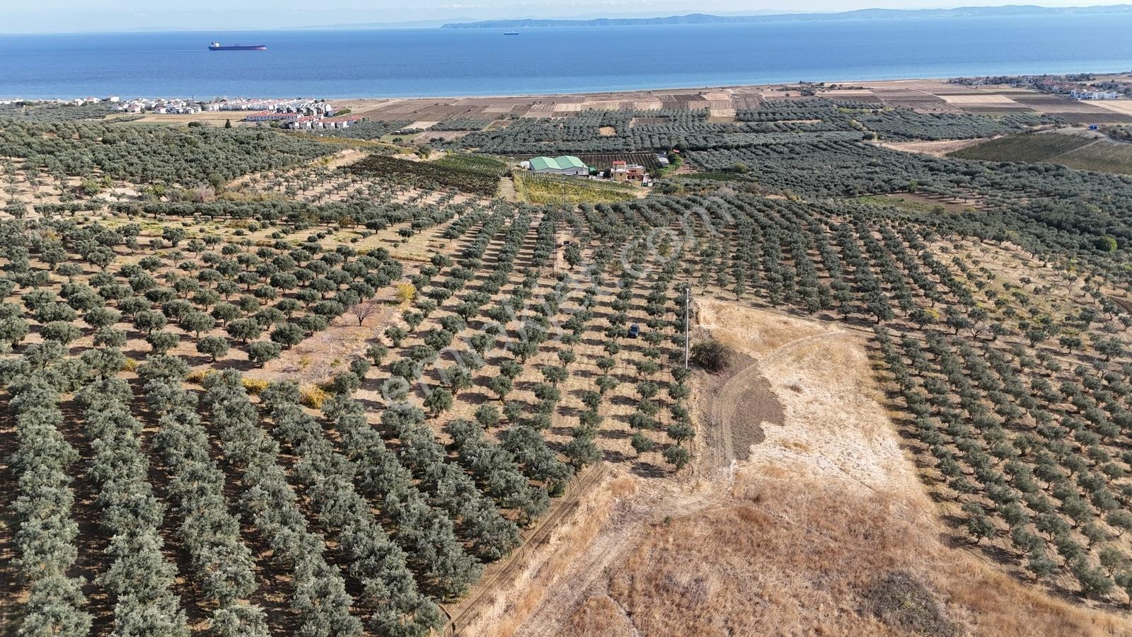 Şarköy Eriklice 90 Zeytin Ağaçlı, Elektrikli 4.268 M² Zeytinlik — fotoğraf 9