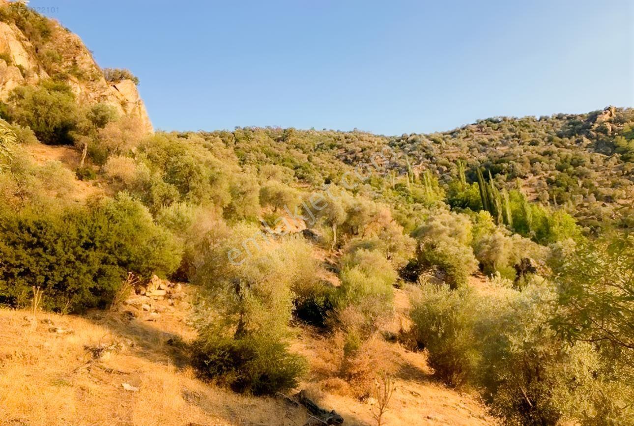 Aydın Söke Güzeltepe'de Ova Manzaralı Çift Parsel Zeytinlik — fotoğraf 8