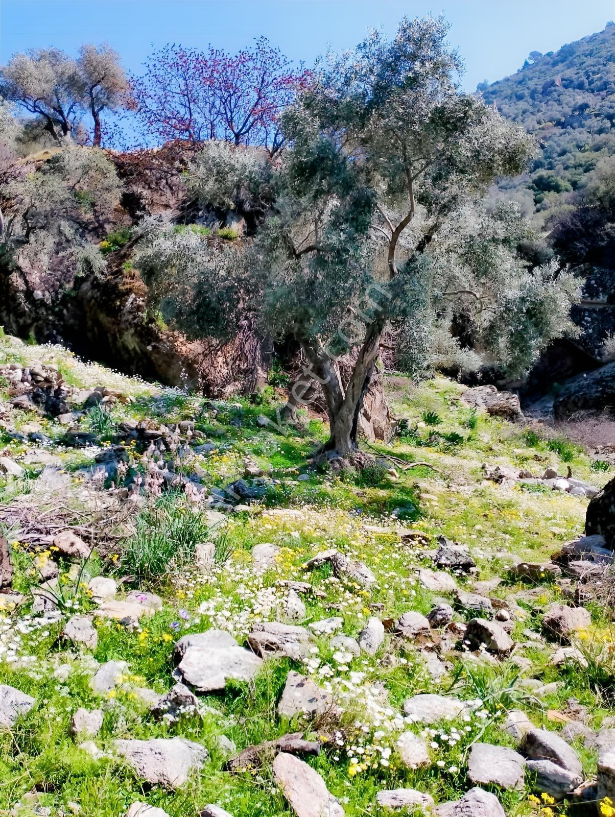Aydın Söke Güzeltepe'de Ova Manzaralı Çift Parsel Zeytinlik — fotoğraf 9