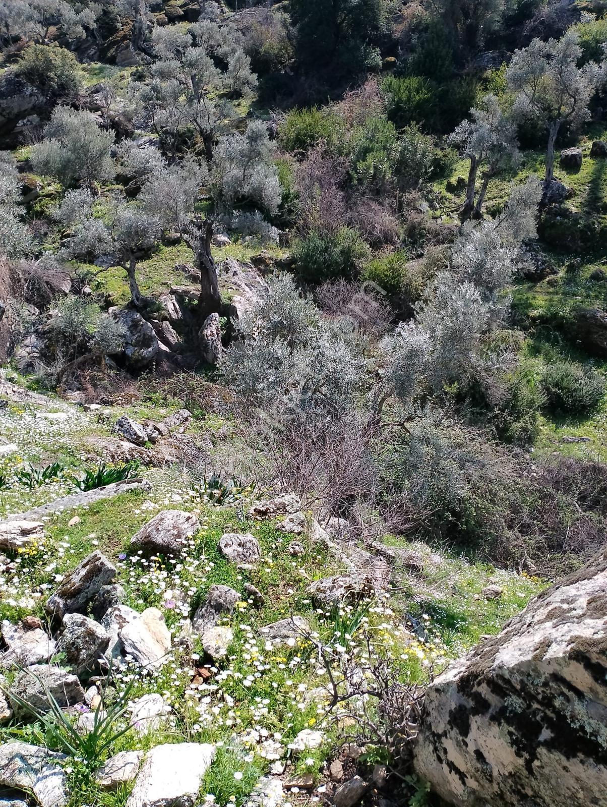 Aydın Söke Güzeltepe'de Ova Manzaralı Çift Parsel Zeytinlik — fotoğraf 10