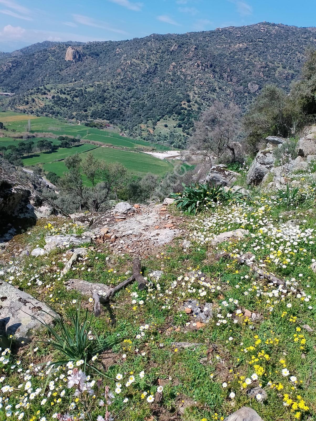 Aydın Söke Güzeltepe'de Ova Manzaralı Çift Parsel Zeytinlik — fotoğraf 13
