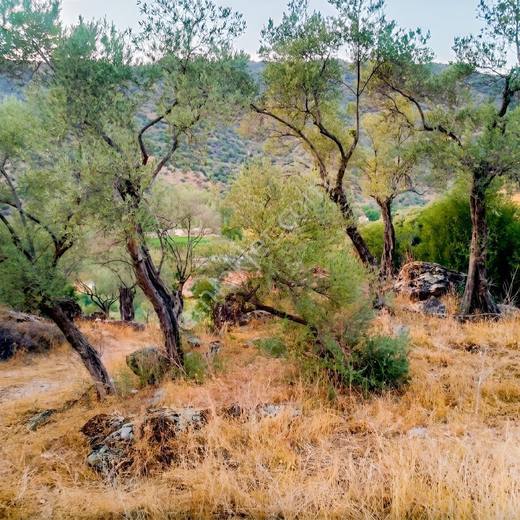 Aydın Söke Güzeltepe'de Ova Manzaralı Çift Parsel Zeytinlik — fotoğraf 15