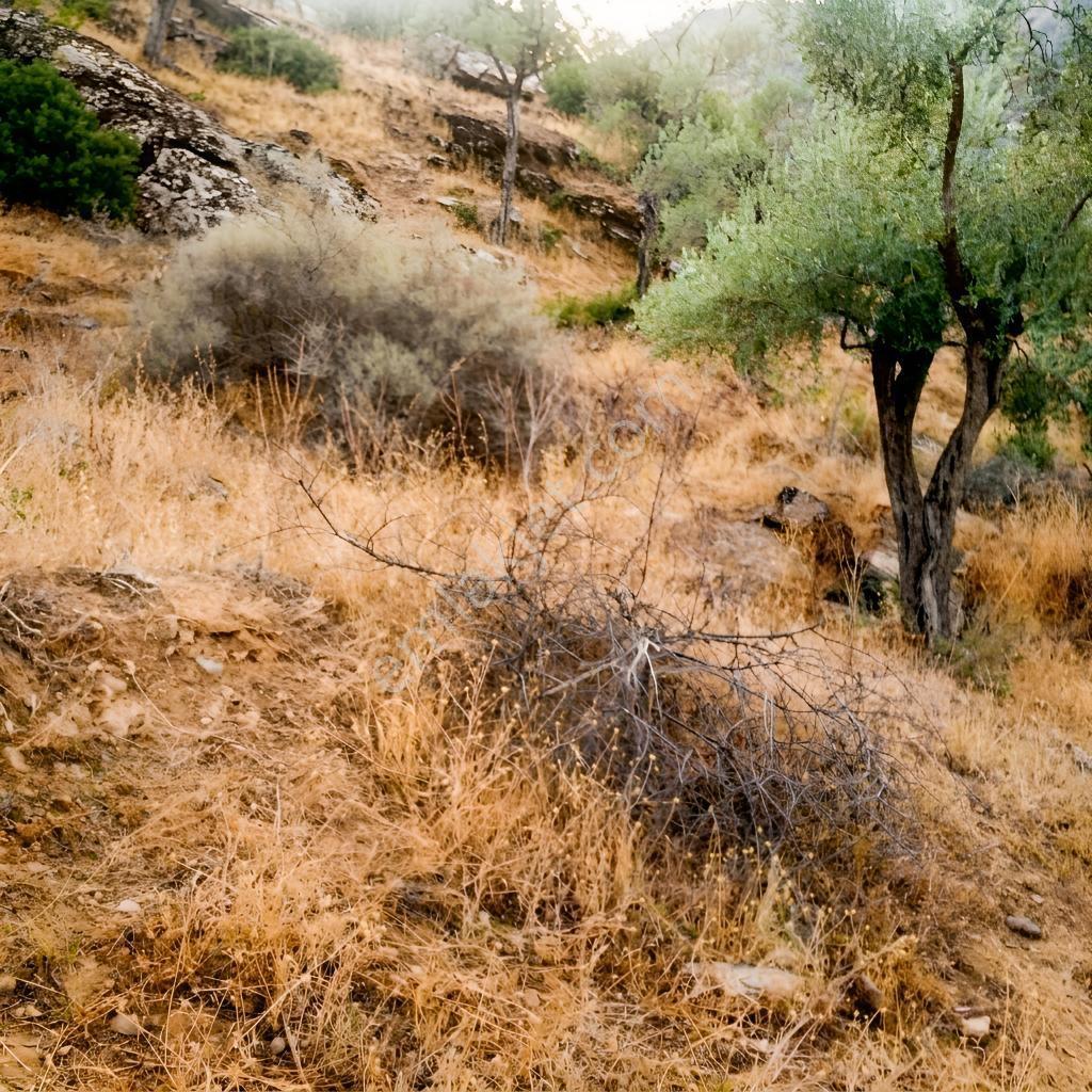 Aydın Söke Güzeltepe'de Ova Manzaralı Çift Parsel Zeytinlik — fotoğraf 16
