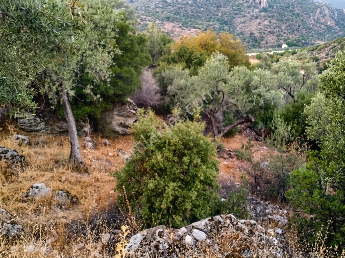 Aydın Söke Güzeltepe'de Ova Manzaralı Çift Parsel Zeytinlik — fotoğraf 17