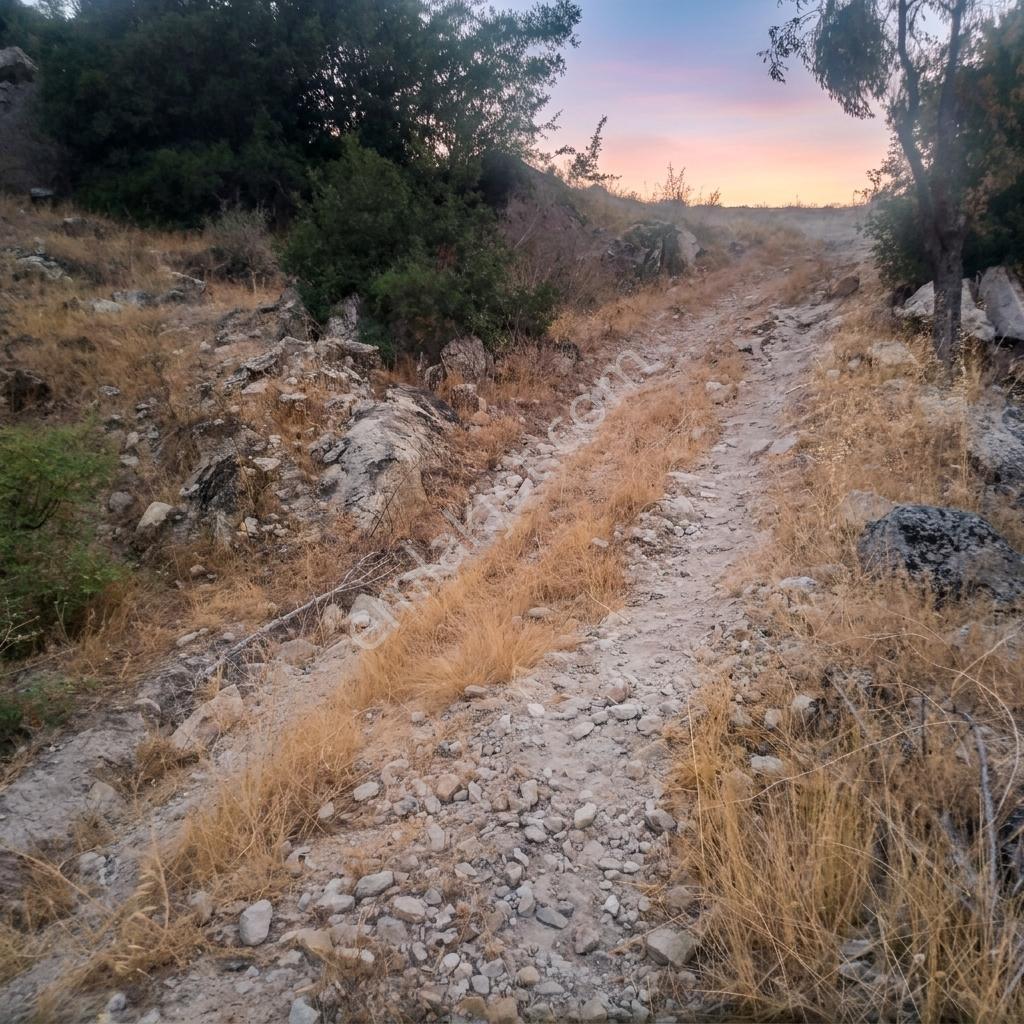 Aydın Söke Güzeltepe'de Ova Manzaralı Çift Parsel Zeytinlik — fotoğraf 18