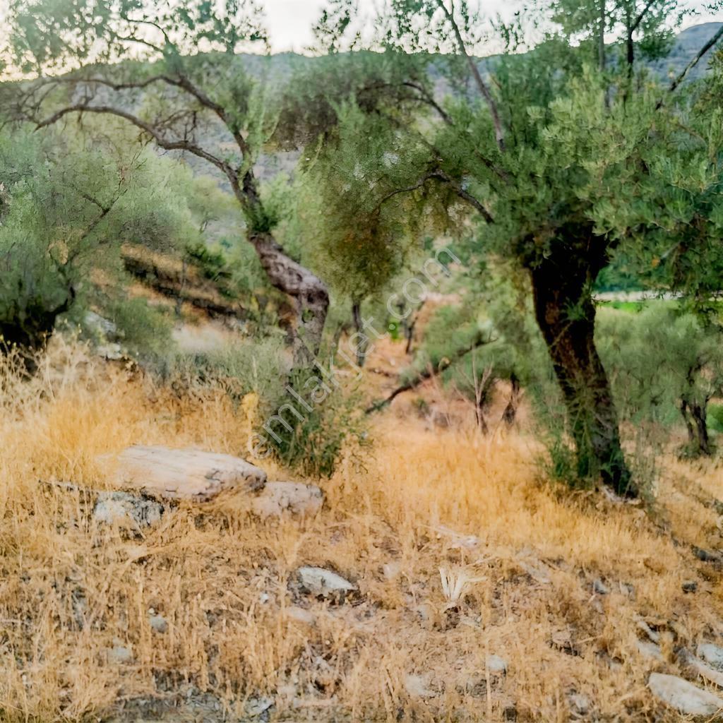 Aydın Söke Güzeltepe'de Ova Manzaralı Çift Parsel Zeytinlik — fotoğraf 19