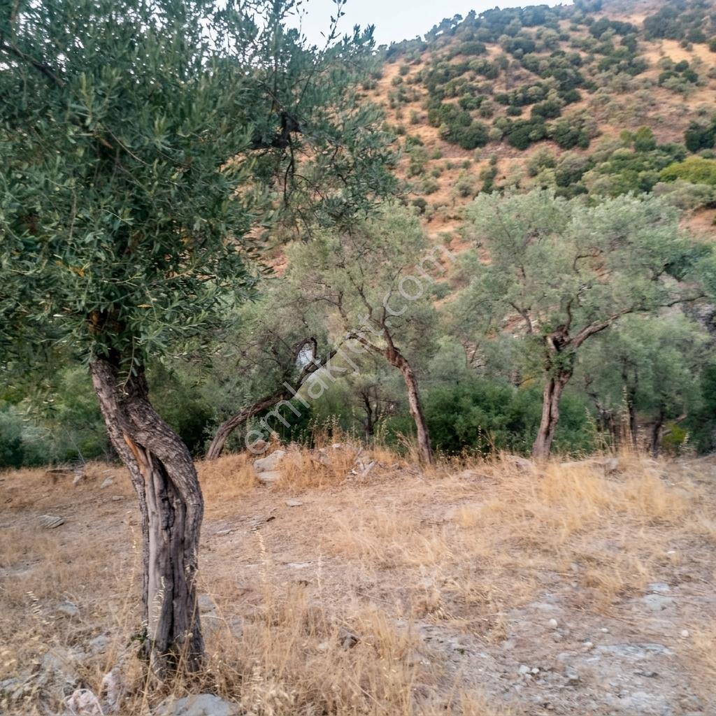 Aydın Söke Güzeltepe'de Ova Manzaralı Çift Parsel Zeytinlik — fotoğraf 20