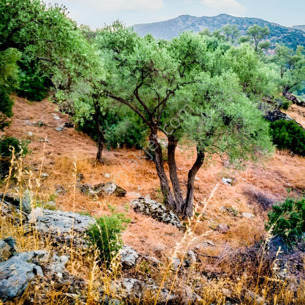 Aydın Söke Güzeltepe'de Ova Manzaralı Çift Parsel Zeytinlik — fotoğraf 21