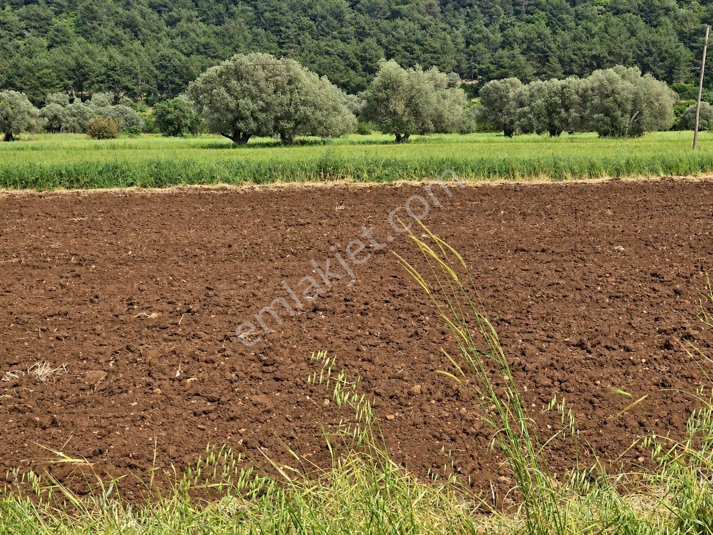 Urla Nohutalan'da Köşe Parsel, Bakımlı, Satılık Tarla — fotoğraf 4