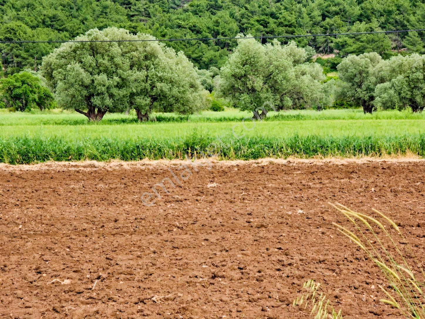 Urla Nohutalan'da Köşe Parsel, Bakımlı, Satılık Tarla — fotoğraf 5