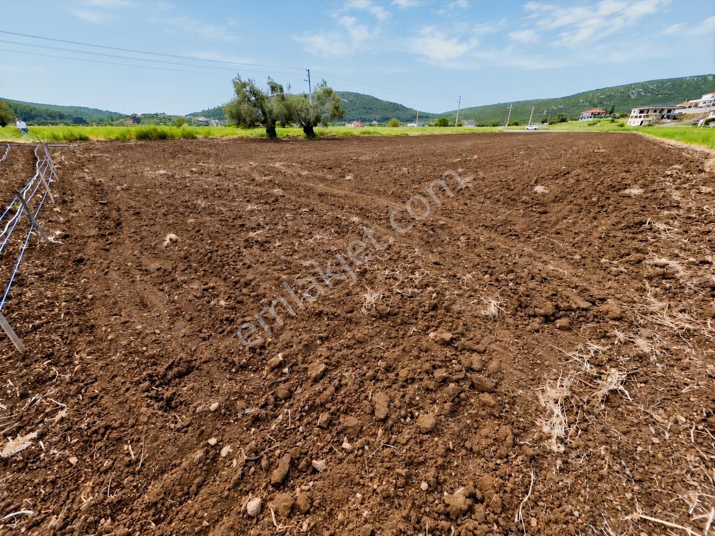 Urla Nohutalan'da Köşe Parsel, Bakımlı, Satılık Tarla — fotoğraf 7