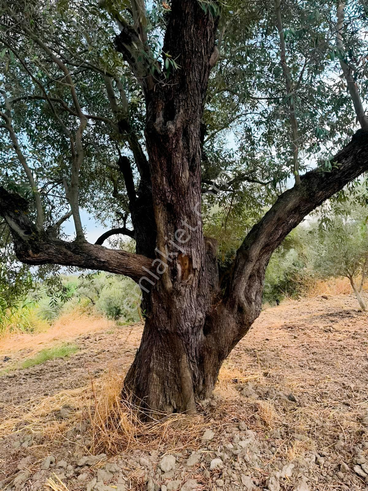 Akhisar Işıkköyde 2.842 M² 82 Zeytin Ağaçlı Gelirli Arazi — fotoğraf 2