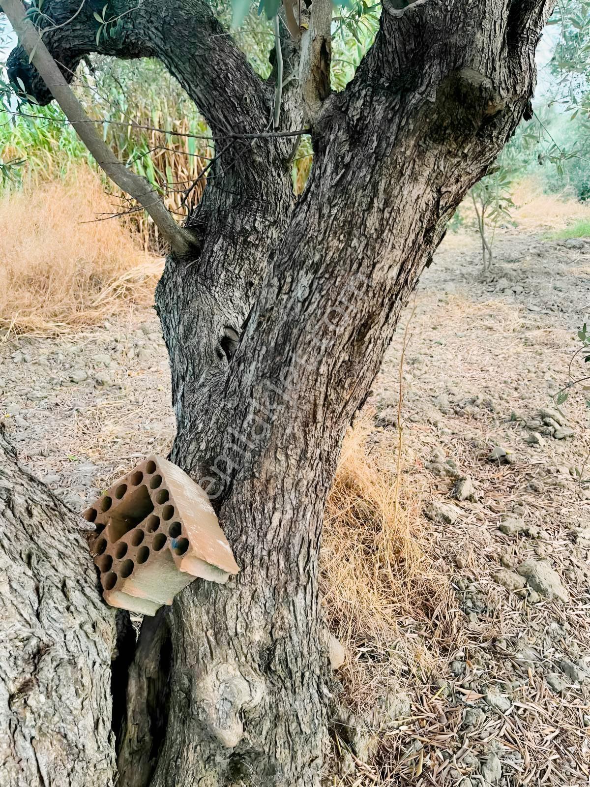Akhisar Işıkköyde 2.842 M² 82 Zeytin Ağaçlı Gelirli Arazi — fotoğraf 5