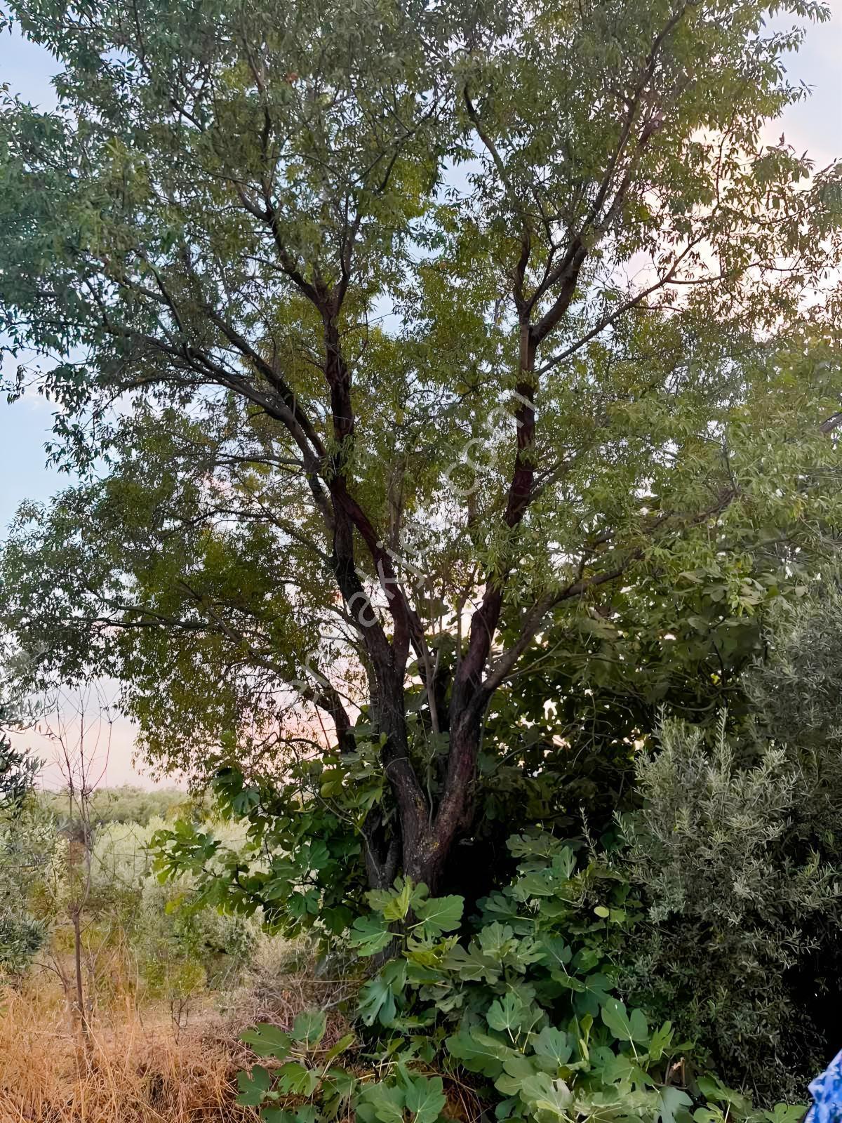 Akhisar Işıkköyde 2.842 M² 82 Zeytin Ağaçlı Gelirli Arazi — fotoğraf 6