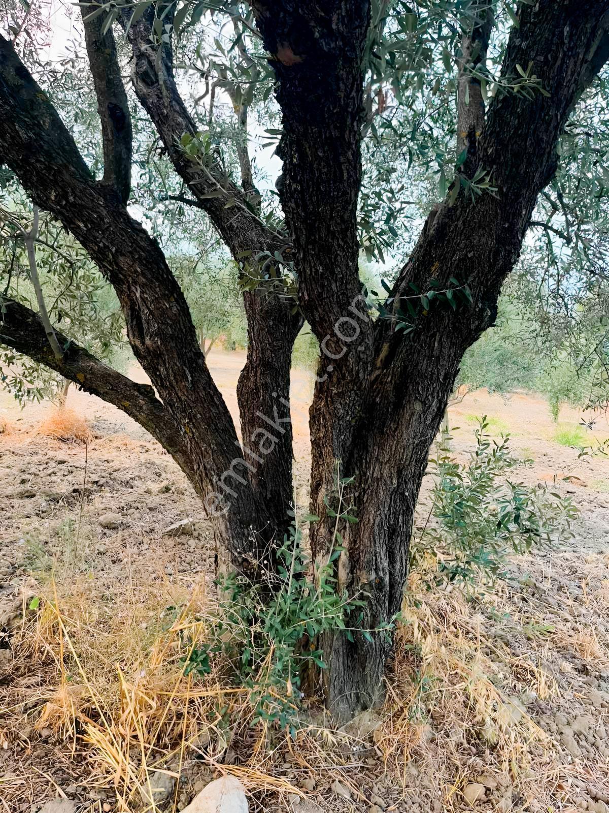 Akhisar Işıkköyde 2.842 M² 82 Zeytin Ağaçlı Gelirli Arazi — fotoğraf 7