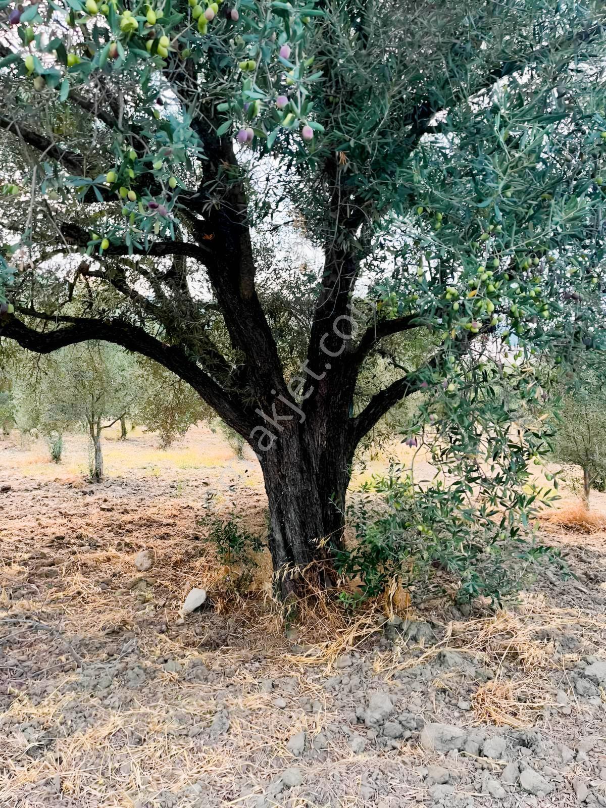 Akhisar Işıkköyde 2.842 M² 82 Zeytin Ağaçlı Gelirli Arazi — fotoğraf 8