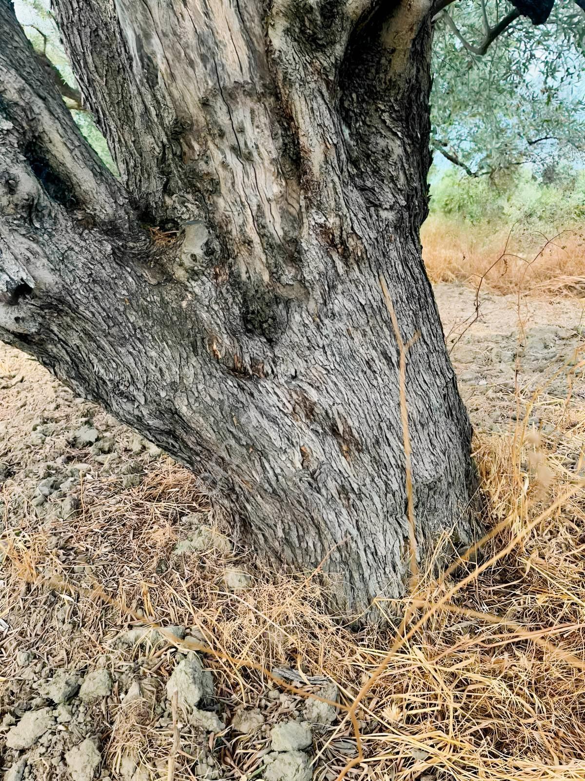 Akhisar Işıkköyde 2.842 M² 82 Zeytin Ağaçlı Gelirli Arazi — fotoğraf 9