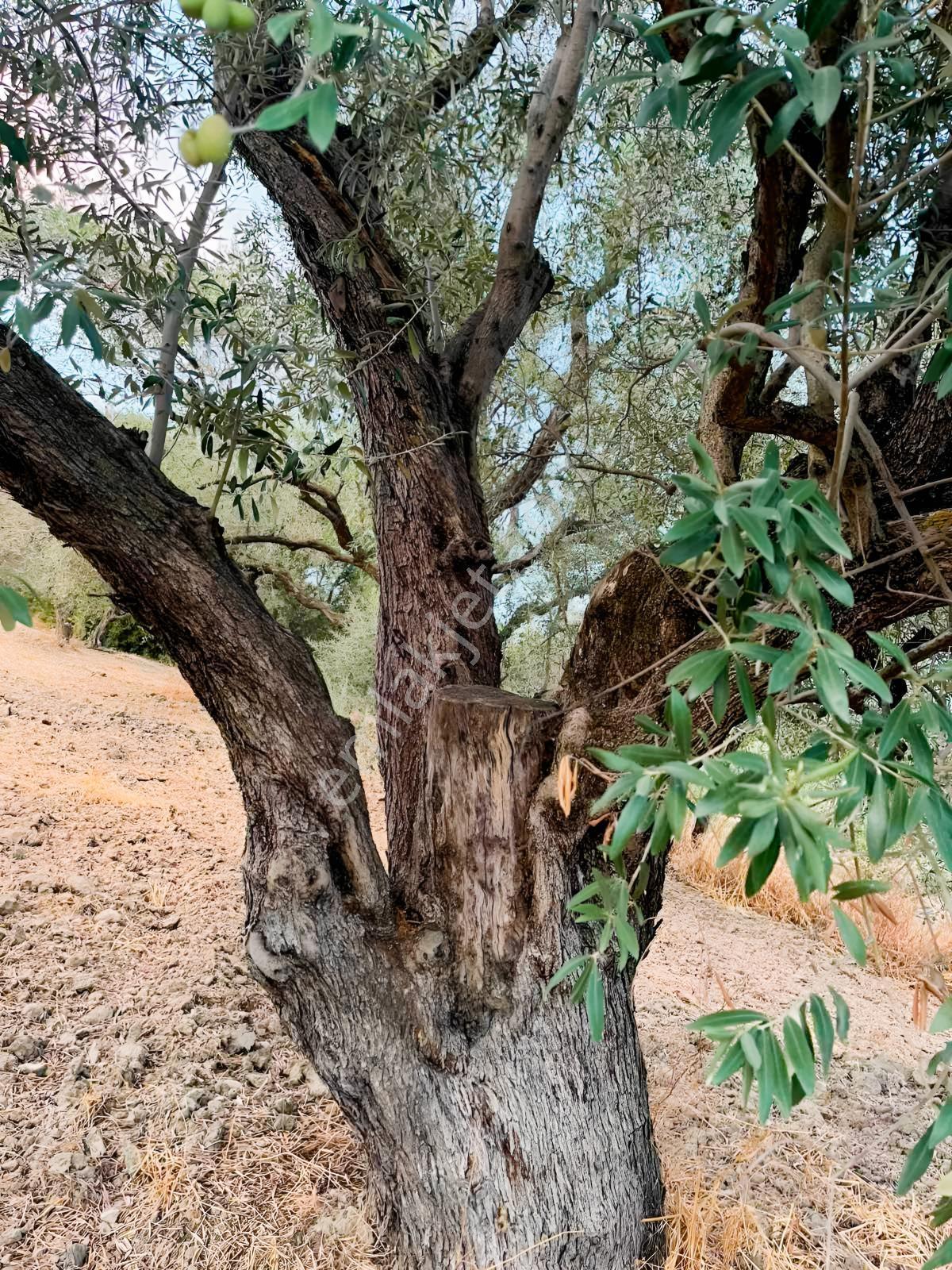 Akhisar Işıkköyde 2.842 M² 82 Zeytin Ağaçlı Gelirli Arazi — fotoğraf 10