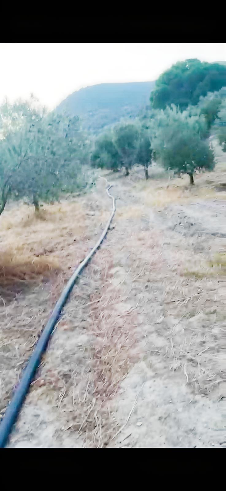 Akhisar Işıkköyde 2.842 M² 82 Zeytin Ağaçlı Gelirli Arazi — fotoğraf 11
