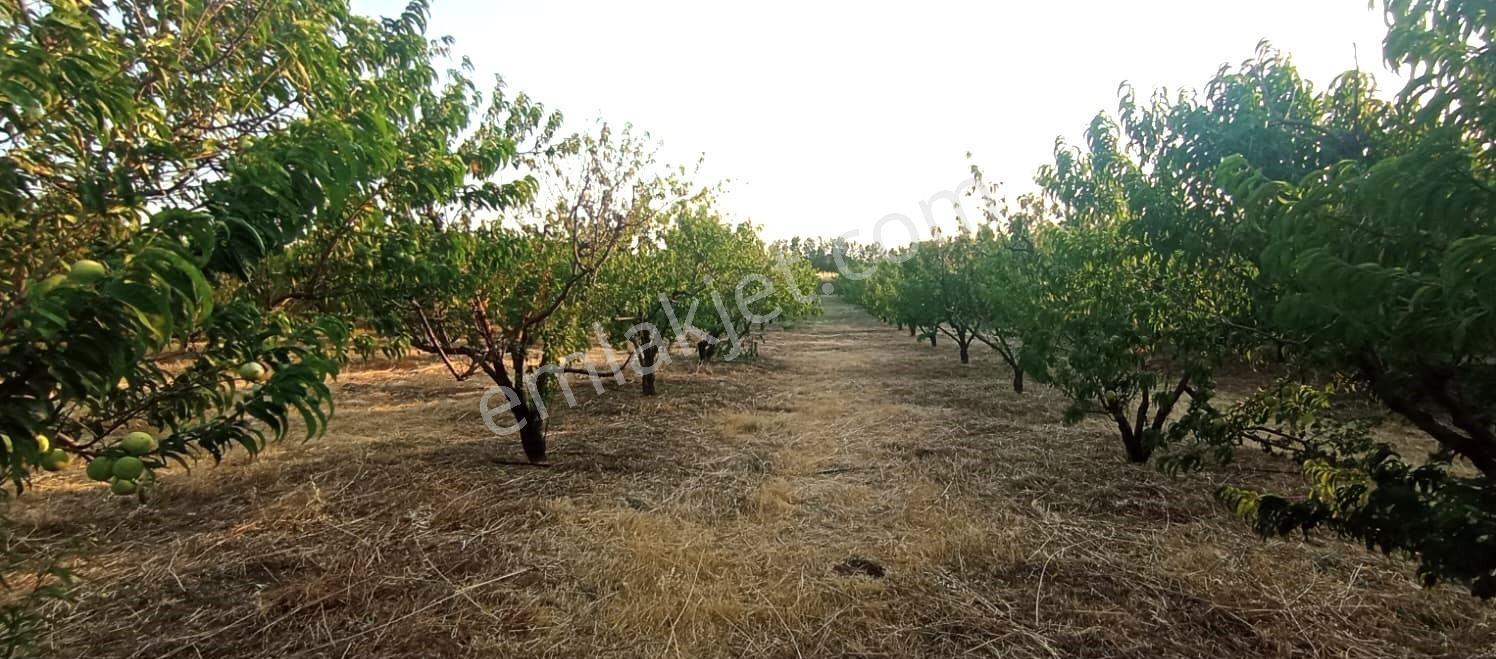 Çanakkale Bayramiç Satılık Meyvelik — fotoğraf 2