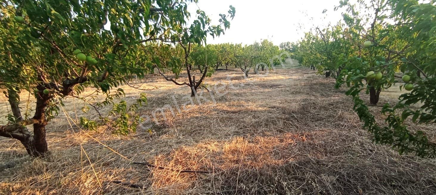 Çanakkale Bayramiç Satılık Meyvelik — fotoğraf 3