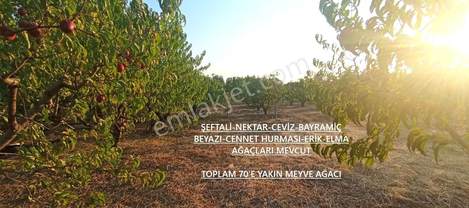 Çanakkale Bayramiç Satılık Meyvelik — fotoğraf 5