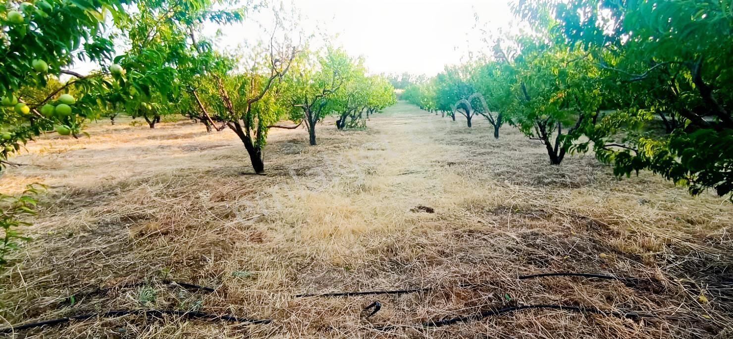 Çanakkale Bayramiç Satılık Meyvelik — fotoğraf 7