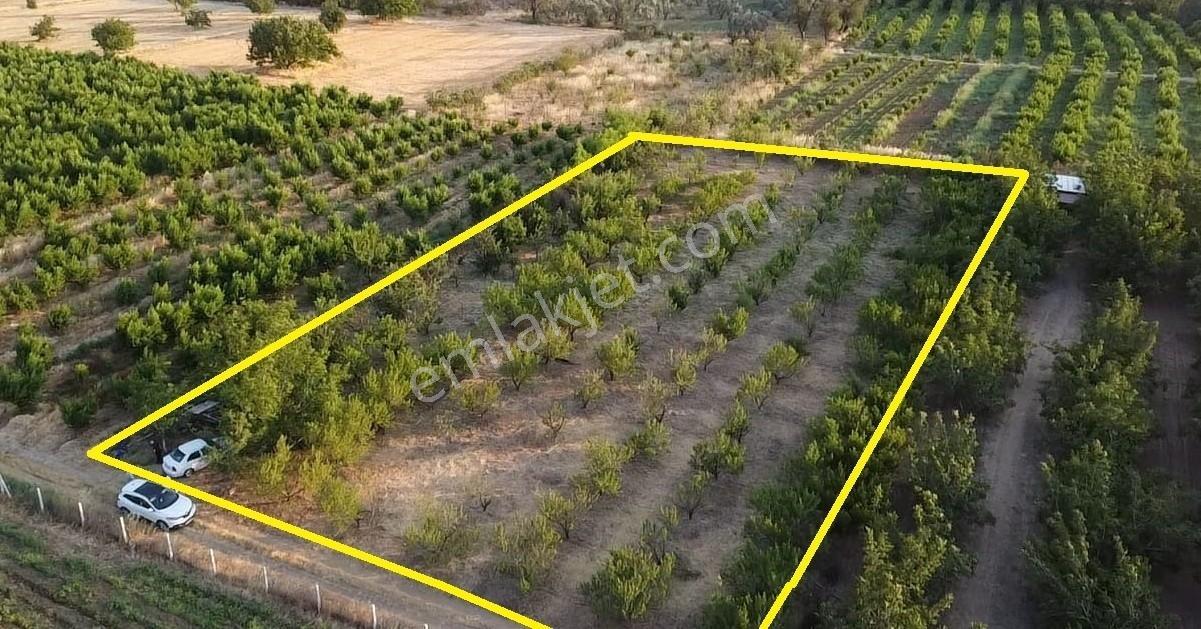 Çanakkale Bayramiç Satılık Meyvelik — fotoğraf 8