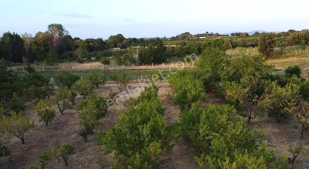 Çanakkale Bayramiç Satılık Meyvelik — fotoğraf 14