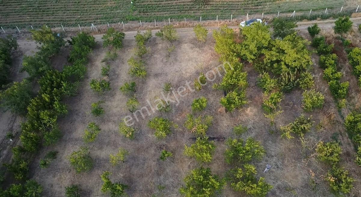 Çanakkale Bayramiç Satılık Meyvelik — fotoğraf 15