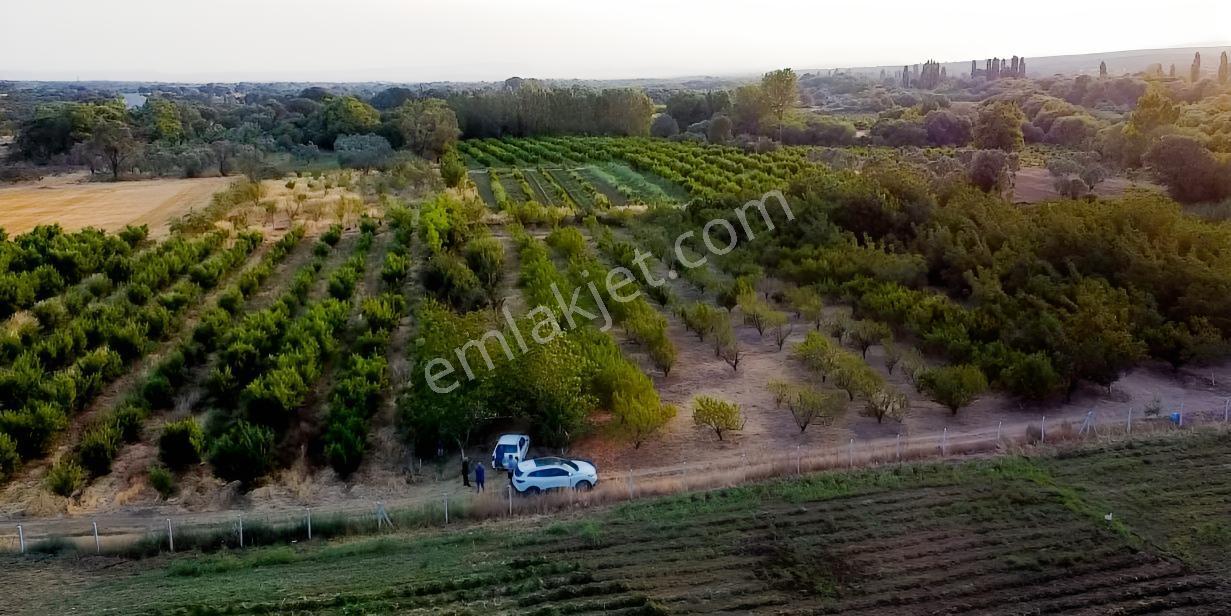 Çanakkale Bayramiç Satılık Meyvelik — fotoğraf 16