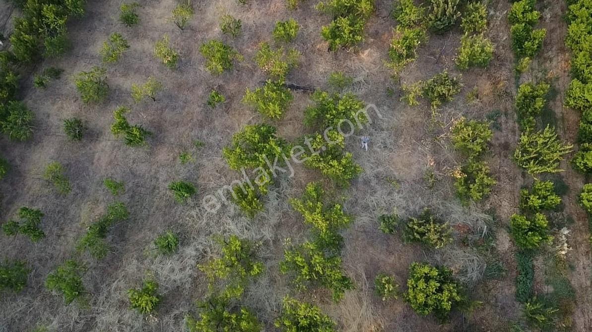 Çanakkale Bayramiç Satılık Meyvelik — fotoğraf 17