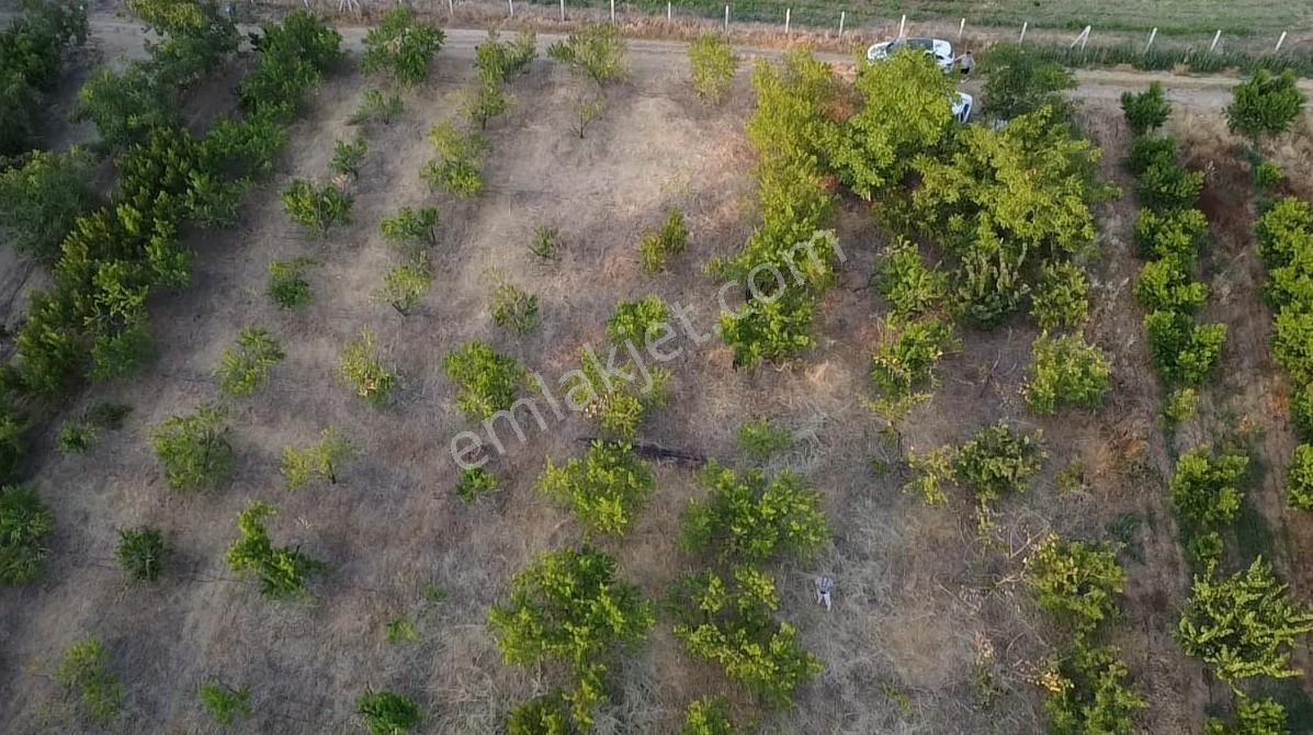 Çanakkale Bayramiç Satılık Meyvelik — fotoğraf 18