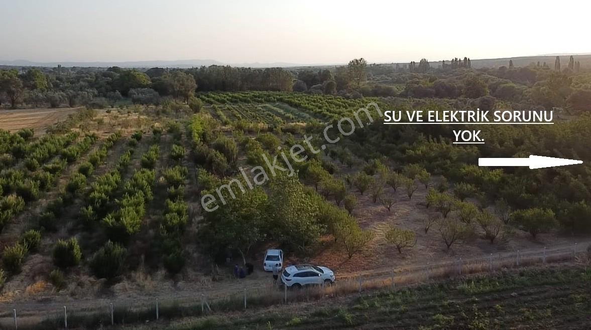 Çanakkale Bayramiç Satılık Meyvelik — fotoğraf 19
