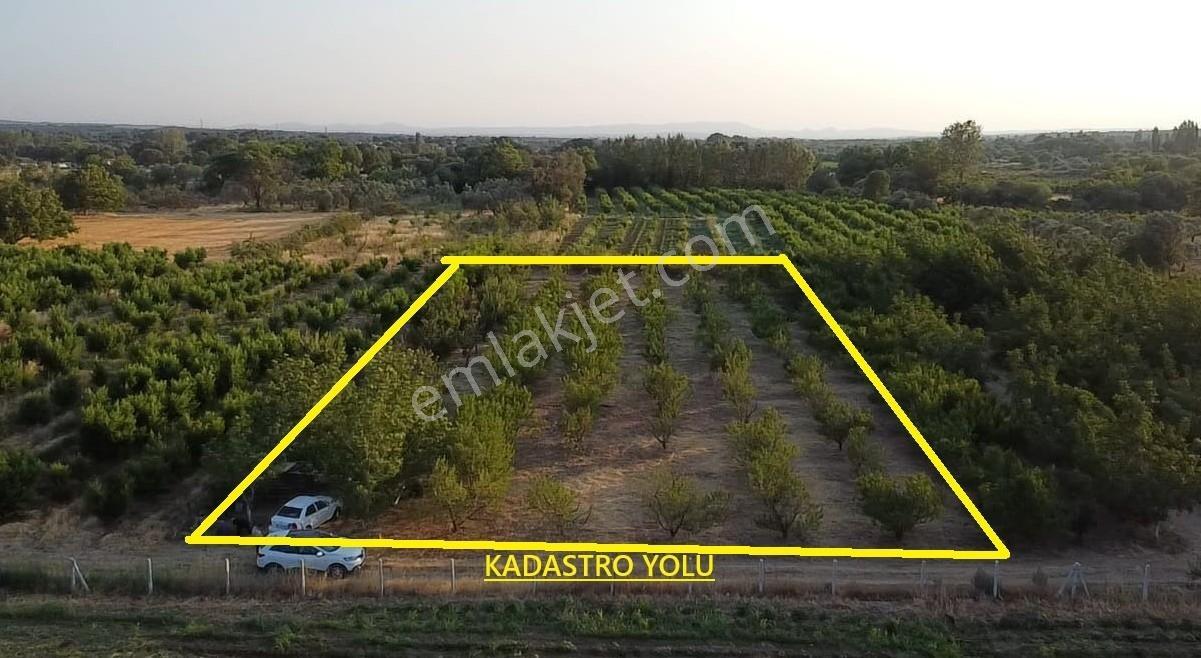 Çanakkale Bayramiç Satılık Meyvelik — fotoğraf 20