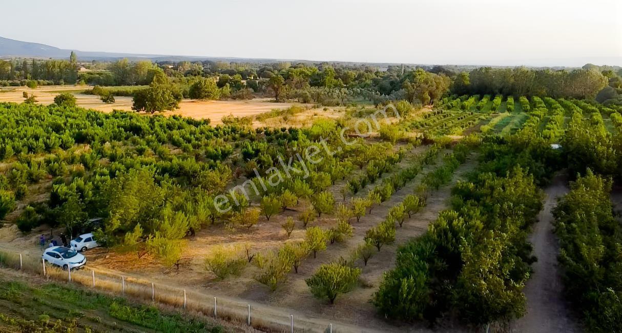 Çanakkale Bayramiç Satılık Meyvelik — fotoğraf 21