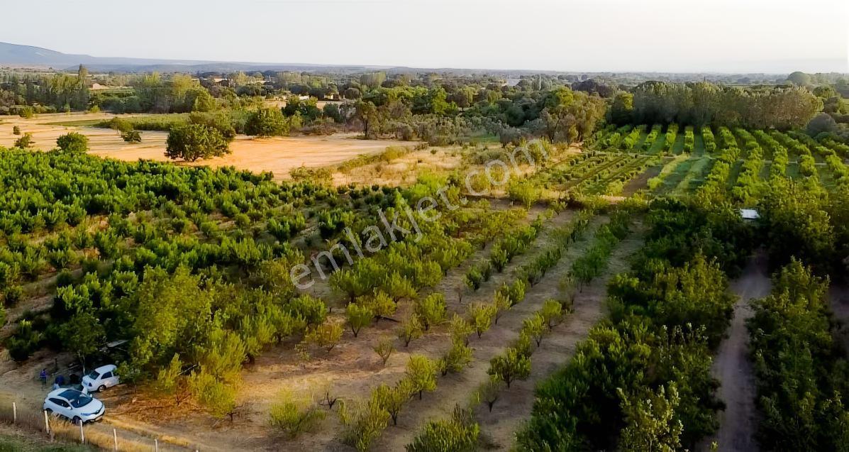 Çanakkale Bayramiç Satılık Meyvelik — fotoğraf 22