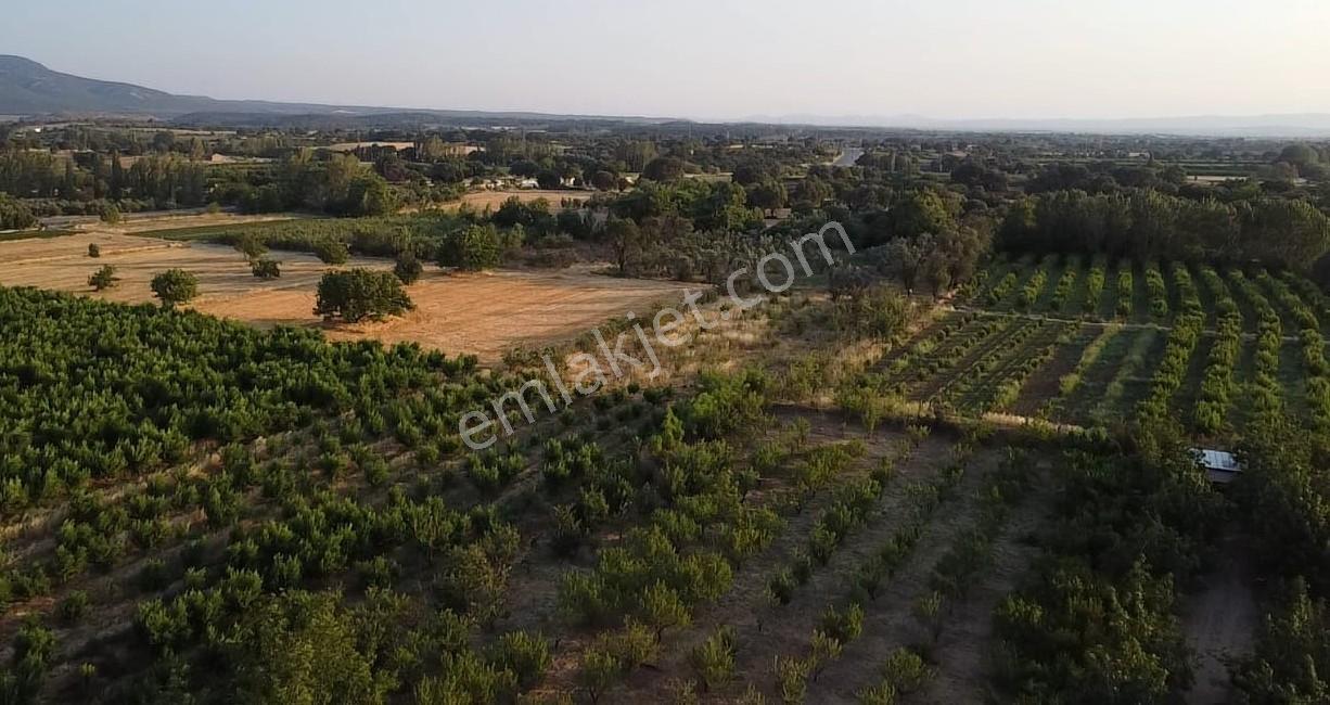 Çanakkale Bayramiç Satılık Meyvelik — fotoğraf 24