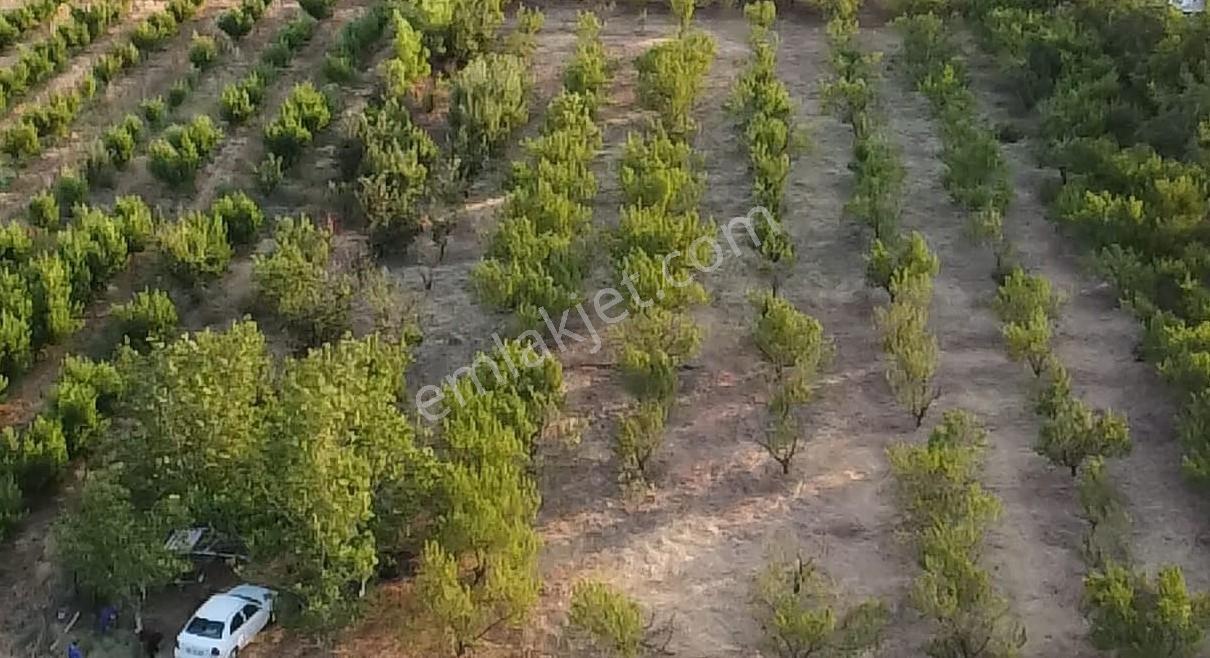 Çanakkale Bayramiç Satılık Meyvelik — fotoğraf 26