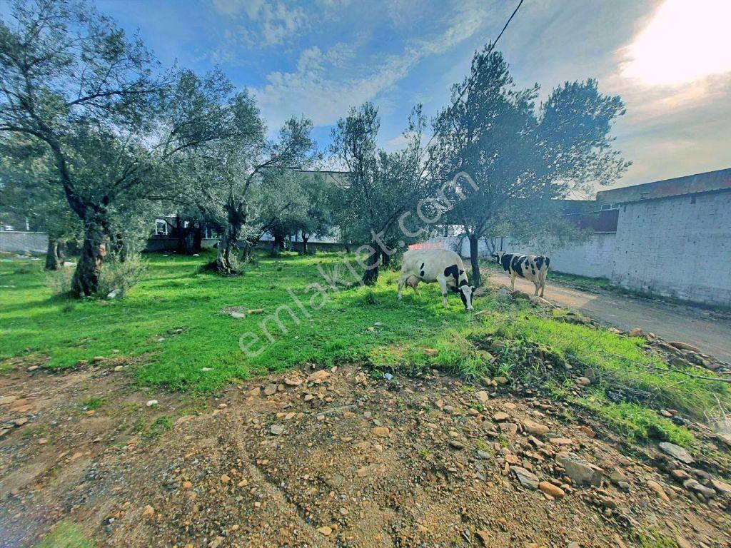 Uytundan Zeytinlide Yola Cepheli %30 İmarlı Satılık Villa Arsası — fotoğraf 7