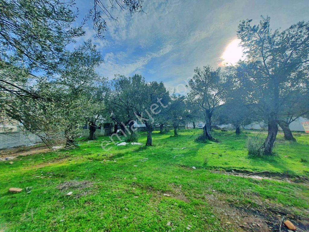 Uytundan Zeytinlide Yola Cepheli %30 İmarlı Satılık Villa Arsası — fotoğraf 10