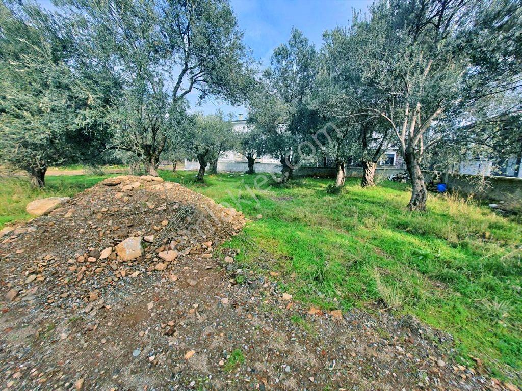 Uytundan Zeytinlide Yola Cepheli %30 İmarlı Satılık Villa Arsası — fotoğraf 13
