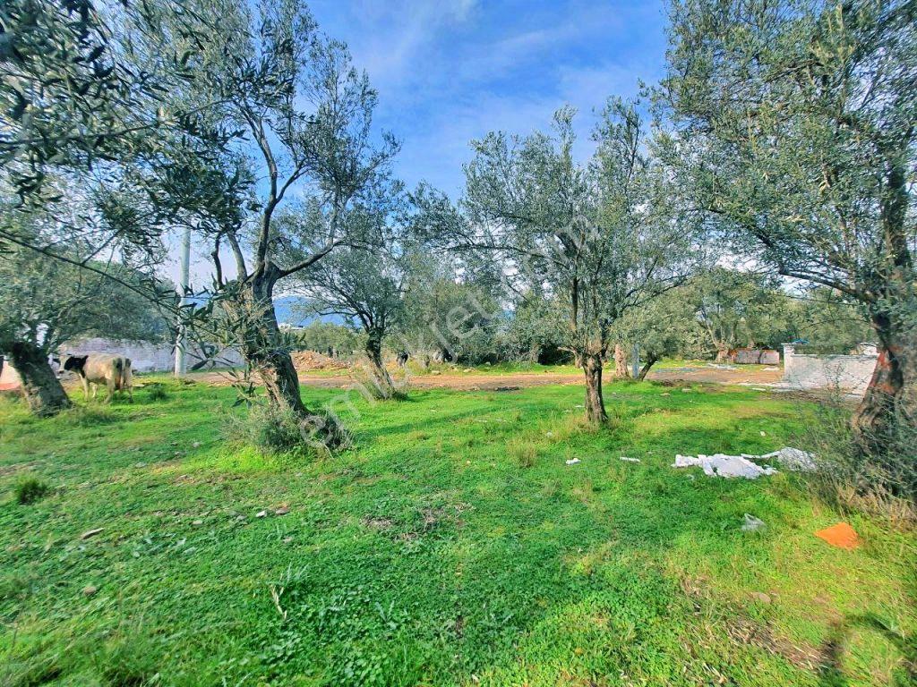 Uytundan Zeytinlide Yola Cepheli %30 İmarlı Satılık Villa Arsası — fotoğraf 14